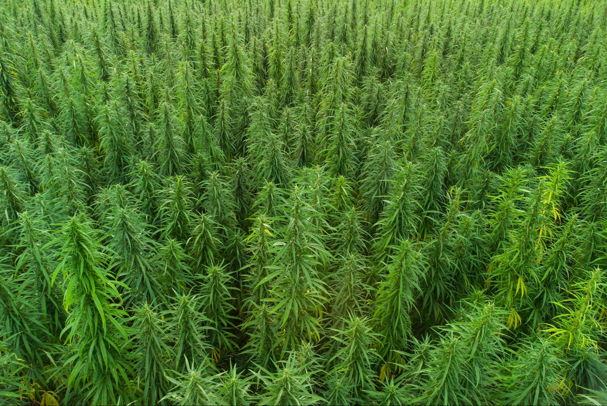 A Croptober Sourcing Playbook