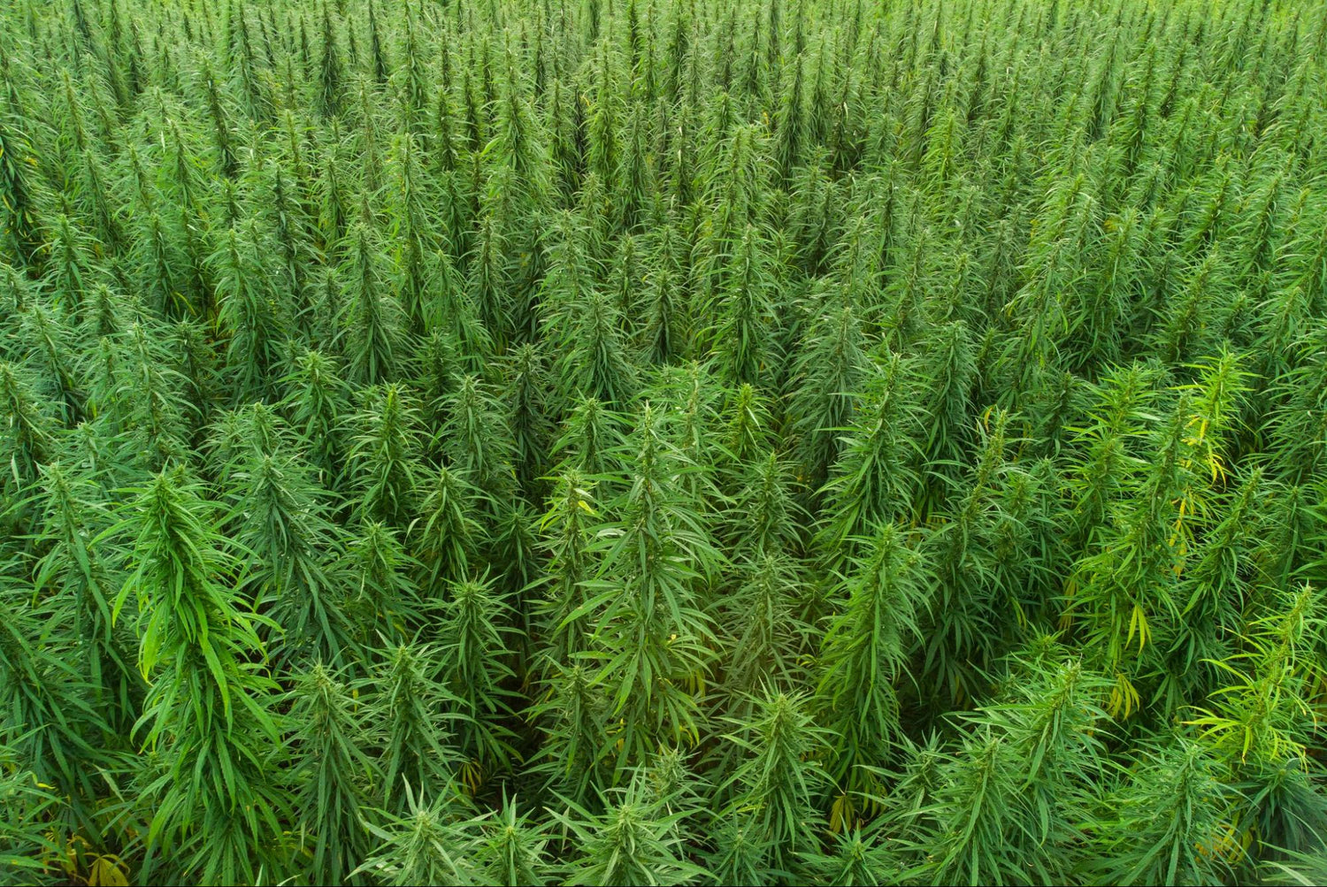 A Croptober Sourcing Playbook