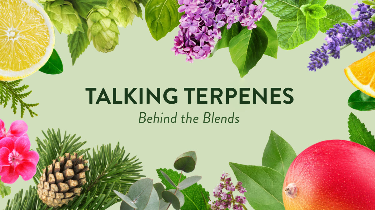 What are Terpenes and Why do They Matter? Understanding Terpenes ...