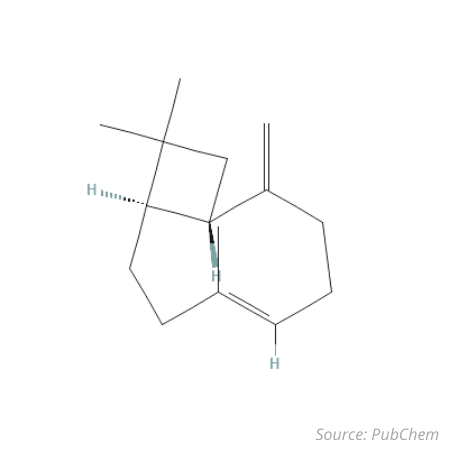 Beta Caryophyllene